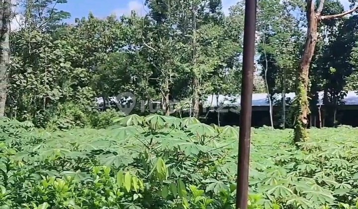 Tanah Dijual SHM Hak Milik Pribadi Jl Raya Nongko Lanang Wonoplumbon Mijen Semarang Barat 2