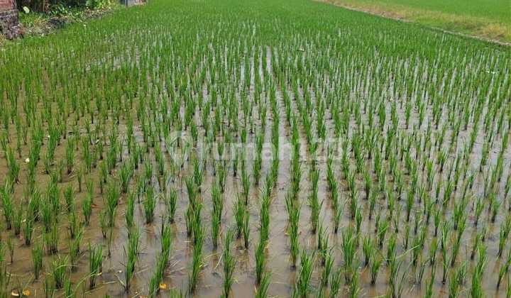 Jual Tanah Di Area Mojokerto