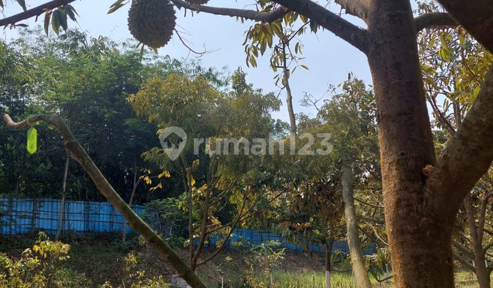 Cheap Sale of Musang King Durian Orchard in Jasinga, Bogor
