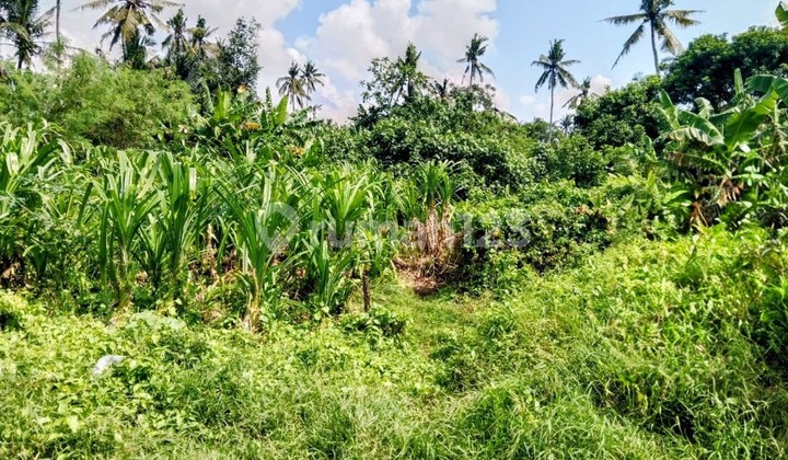 Itr Kuning 190 M2 Saba Itr Kuning 190 M2 Saba