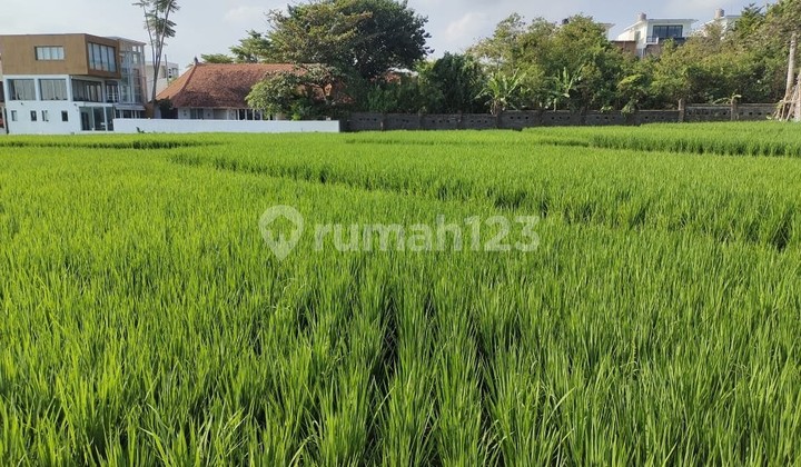 Tanah Disewakan 23,75 Are - Zona Kuning,brawa- Canggu