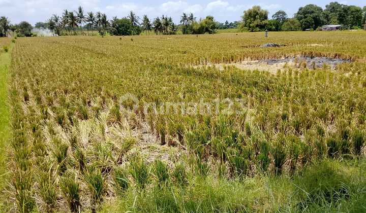 For Rent 33.5 Square Meters Land in Nyitdah, Tabanan