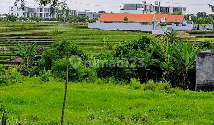Land for Rent 647m2 Yellow Zone Pererenan