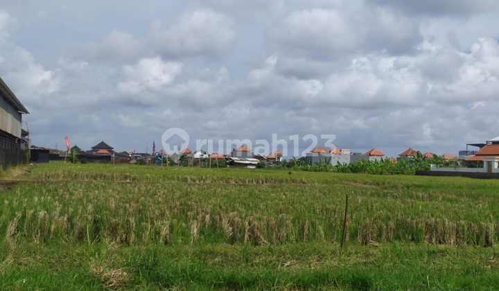 Dijual Tanah Pinggir Jalan Utama Lokasi Cica Buduk Dijual Tanah Pinggir Jalan Utama Lokasi Cica Buduk
