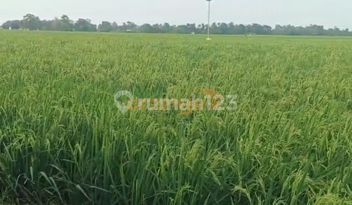 For Sale: Paddy Field Land 12627 M² in Karawang Bekasi, West Java.