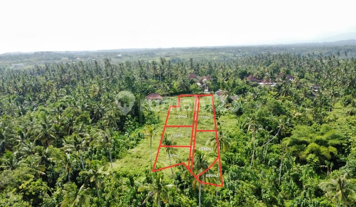 Dijual Tanah Bali View Sawah | Zona Bangunan & Lingkungan Tenang Dijual Tanah Bali View Sawah | Zona Bangunan & Lingkungan Tenang