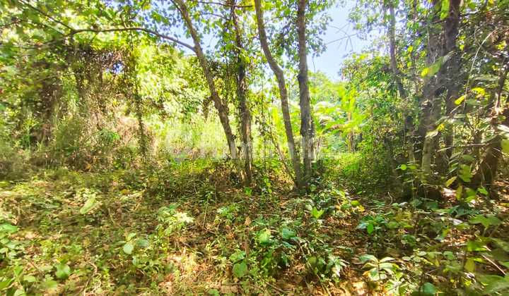 Strategic 4415m² Land, Suitable for Villa/Restaurant in Tabanan Strategic 4415m² Land, Suitable for Villa/Restaurant in Tabanan