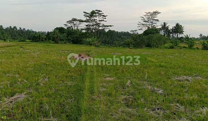 Land, Freehold Title, in Abiansemal.