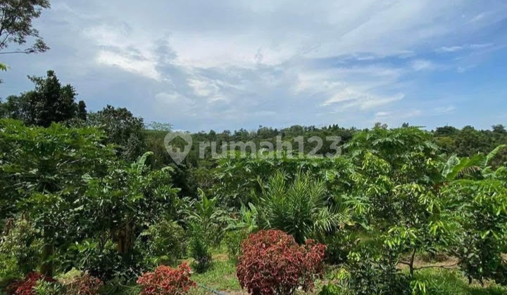 Productive Garden Land Smart Investment 10,560M² in Waringin Kurung Taktakan Serang Banten