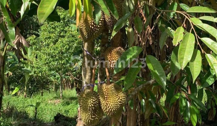 Productive Garden Land Smart Investment 10,560M² in Waringin Kurung Taktakan Serang Banten