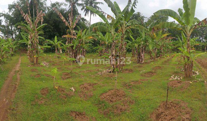 Dijual TANAH KEBUN dipinggir Jalan Desa di RAWALO 2