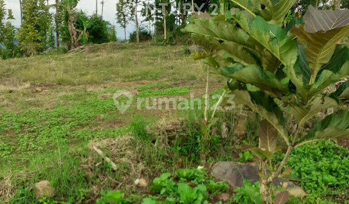 Tanah Kebun Di Sukamulya Ciwidey Akses 1 Truk Tanah Kebun Di Sukamulya Ciwidey Akses 1 Truk