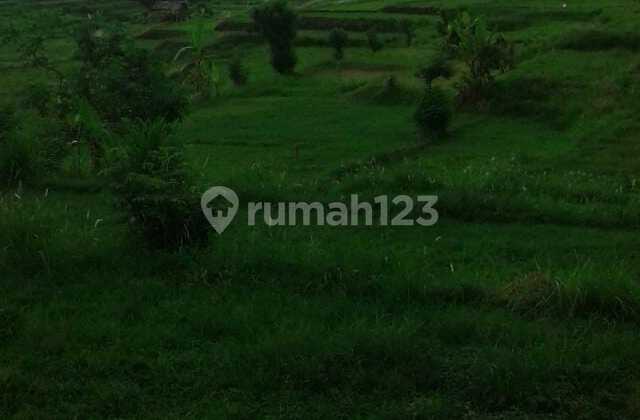 DIJUAL TANAH PREMIUM 40 ARE COCOK INVESTASI EKSKLUSIF DI JEMBRANA DIJUAL TANAH PREMIUM 40 ARE COCOK INVESTASI EKSKLUSIF DI JEMBRANA