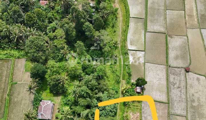 Tanah Komersial 5 Are di Bresela Payangan Akses Jalan Utama, Dekat Ubud