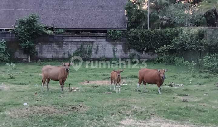 FOR SALE 13.5 ARE COMMERCIAL LAND IN TIYINGTUTUL, PERERENAN (VILLA AREA LOCATION)