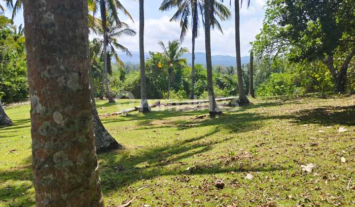 Dijual Tanah 88 Are Investasi Besar Dekat Balian Beach