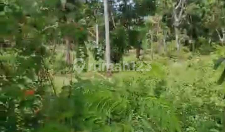 Dijual Tanah Luas 1980M² di Nusa Penida, Cocok Investasi Dijual Tanah Luas 1980M² di Nusa Penida, Cocok Investasi