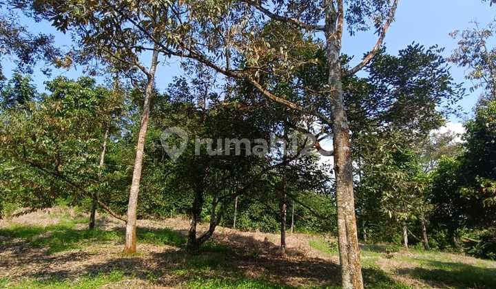 For Sale: Plantation Land with 1 Villa Unit in Jasinga