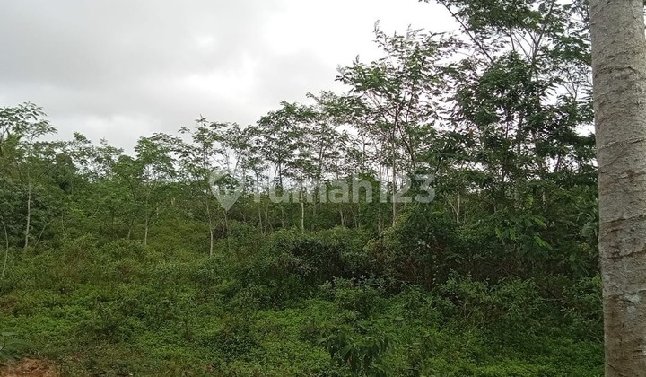 For Sale: 2.5Ha Large Land in Babakan Jaha, Malingping, Lebak