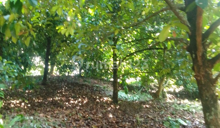 For Sale: Plantation Land and Mangosteen Field - Jasinga