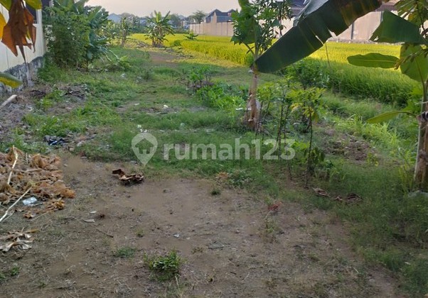 Tanah Murah Pekarangan 1264 Meter Persegi, Lokasi Dekat Jalan Imogiri Barat, Bangunharjo, Sewon, Bantulbantul, Daerah Istimewa Yogyakarta Tanah Murah Pekarangan 1264 Meter Persegi, Lokasi Dekat Jalan Imogiri Barat, Bangunharjo, Sewon, Bantulbantul, Daerah Istimewa Yogyakarta