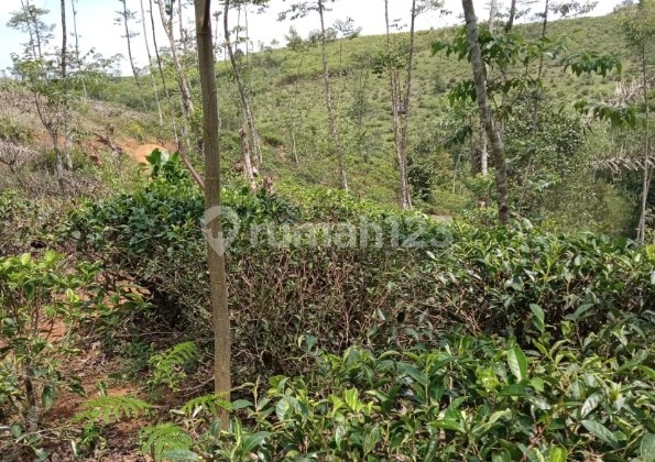 Dijual Murah Tanah di Cianjur Jawa Barat