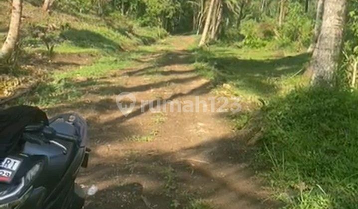 Tanah Produktif Kebun Klapa Cocok untuk Investasi di Cikalong