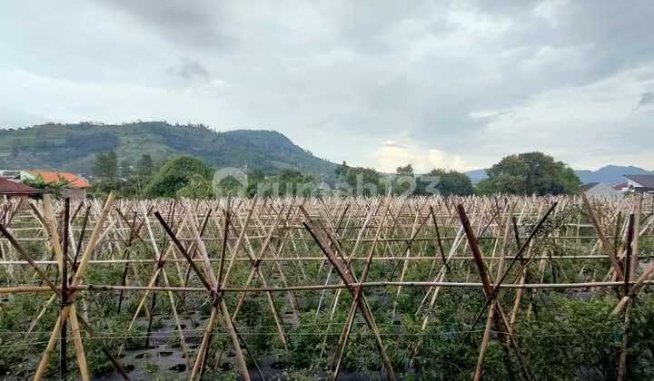Tanah di Sukamaju Lembang Bandung