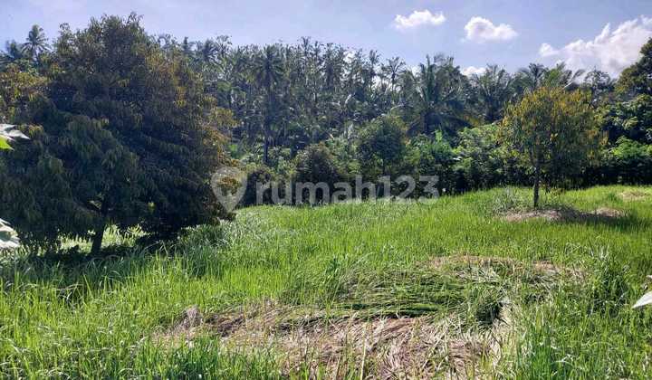 Tabanan Land, Durian Tree