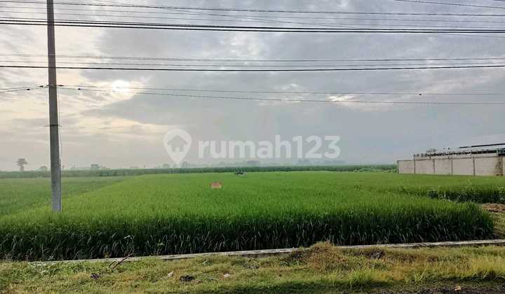 Dijual Tanah Kesamben Jombang 400 Ribu/M²