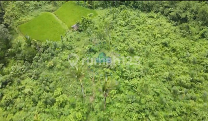 Cheap Land for Sale in Margamulya Cileles Lebak Banten