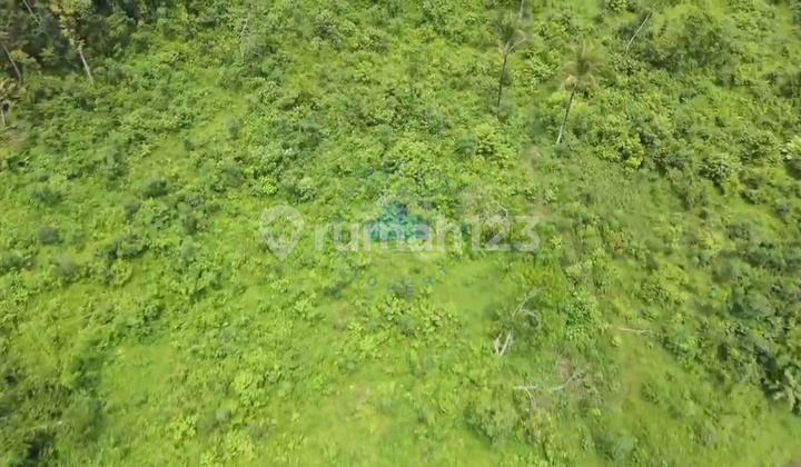 Cheap Land for Sale in Margamulya Cileles Lebak Banten