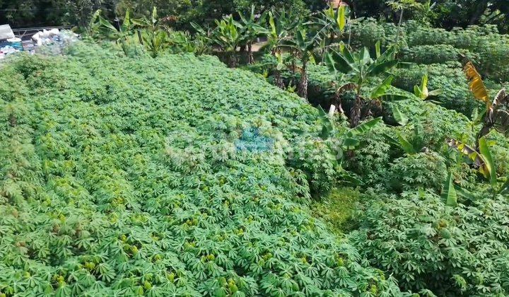 Jual Tanah Murah Zona Komersial Di Dangdang Cisauk Tangerang