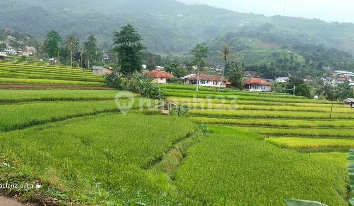 Tanah Sawah Di Cigombong Dengan View Gunung Salak 