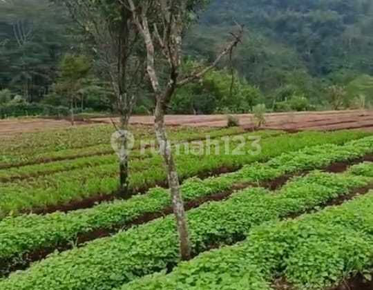 Lokasi Strategis Cocok untuk Peternakan Maupun Villa