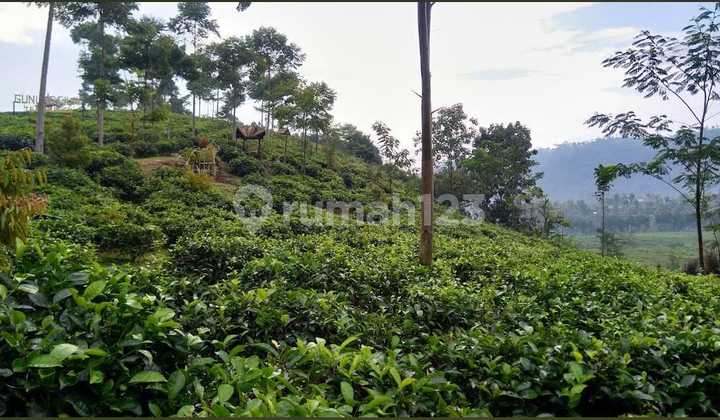 Dijual Perkebunan Teh Kabupaten Karanganyar Jawa Tengah