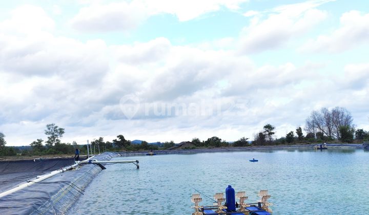 Investasi  Menjanjikan Tambak Udang Aktif,Akses Mudah,Air Bagus,Full FasilitasTinggal Lanjutkan Usaha,,Di Pulau Bangka