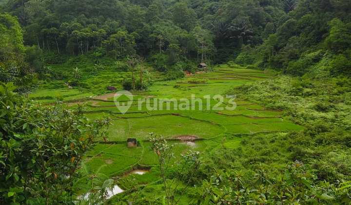 For Sale Fast Land Good View, Bogor Regency, West Java For Sale Fast Land Good View, Bogor Regency, West Java