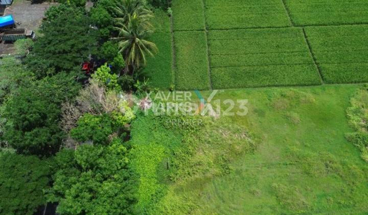 Tanah Luas Siap Zona Kuning Di Mojosari Kepanjen Kab.malang Tanah Luas Siap Zona Kuning Di Mojosari Kepanjen Kab.malang