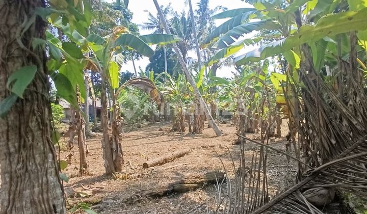 Investasi Langka: Tanah Kavling Strategis di Wanasari, Tabanan