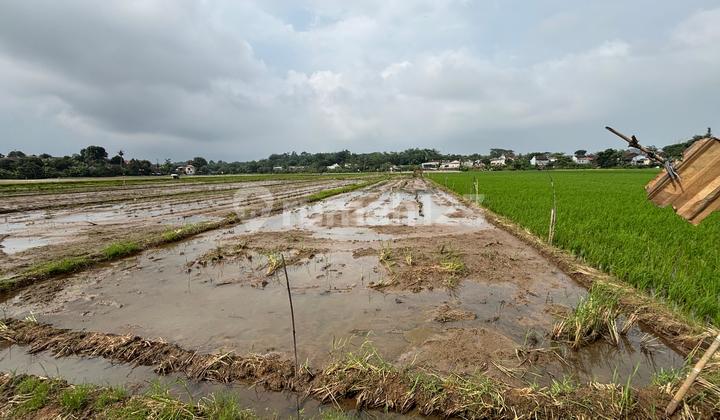 Dijual Sawah Produktif di Wonolopo Mijen 1