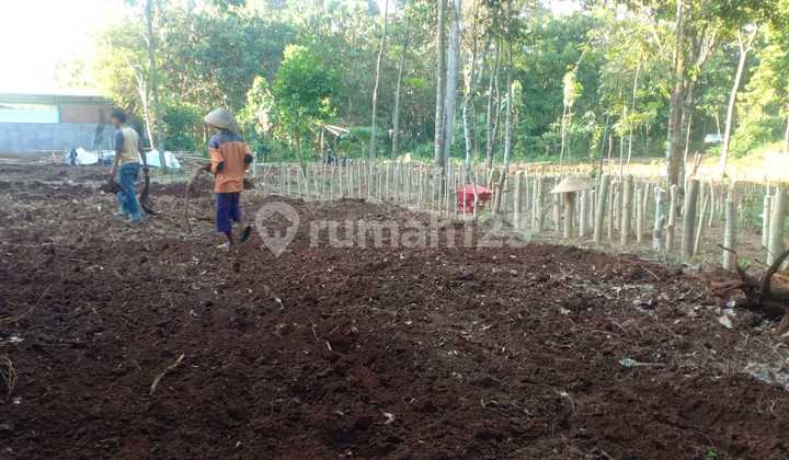 Tanah Murah Cocok Untuk Kebun & Kandang  2