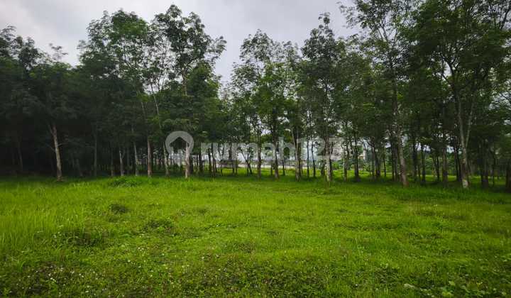 Tanah Strategis Zona Kuning Cocok Untuk Perumahan 1