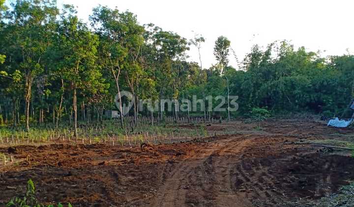 Tanah Murah Cocok Untuk Kebun & Kandang  1