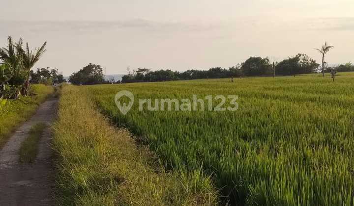 Dijual Tanah Strategis - Area Pantai Pasut 42,9 Are