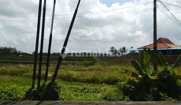 Prime Location Land for Rent in Mengwi Badung - A Favorite Spot for Investors!
