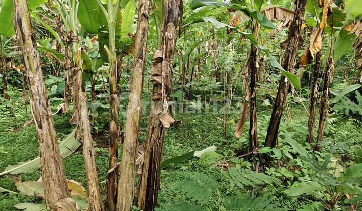 Butuh Uang Cepat Di Jual Tanah Murah Ubud Utara Butuh Uang Cepat Di Jual Tanah Murah Ubud Utara