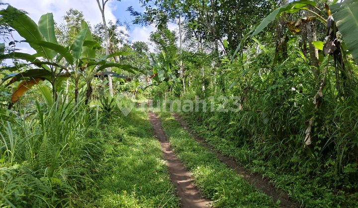 Tanah Murah Di Bali Butuh Uang Cepat