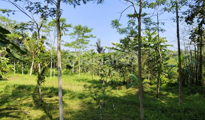 Di Jual Tanah Murah Lokasi Gianyar Utara 