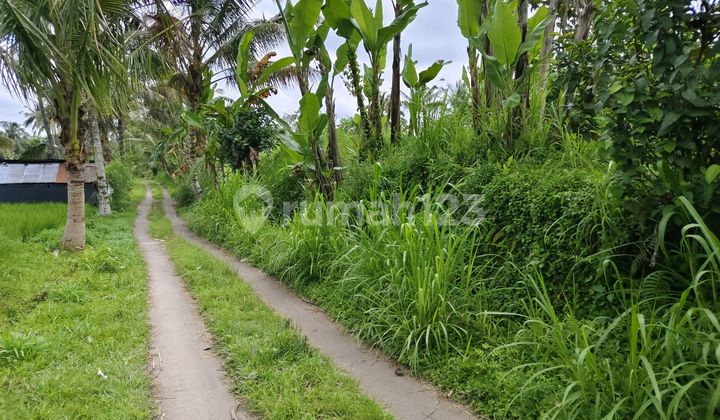 Tanah Murah Dengan Pemandangan Sawah Tanah Murah Dengan Pemandangan Sawah